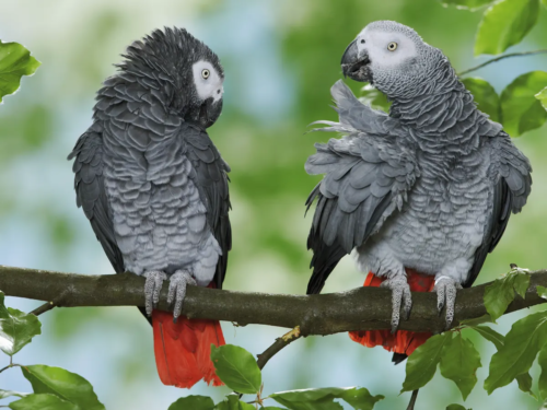 Types of Parrot
