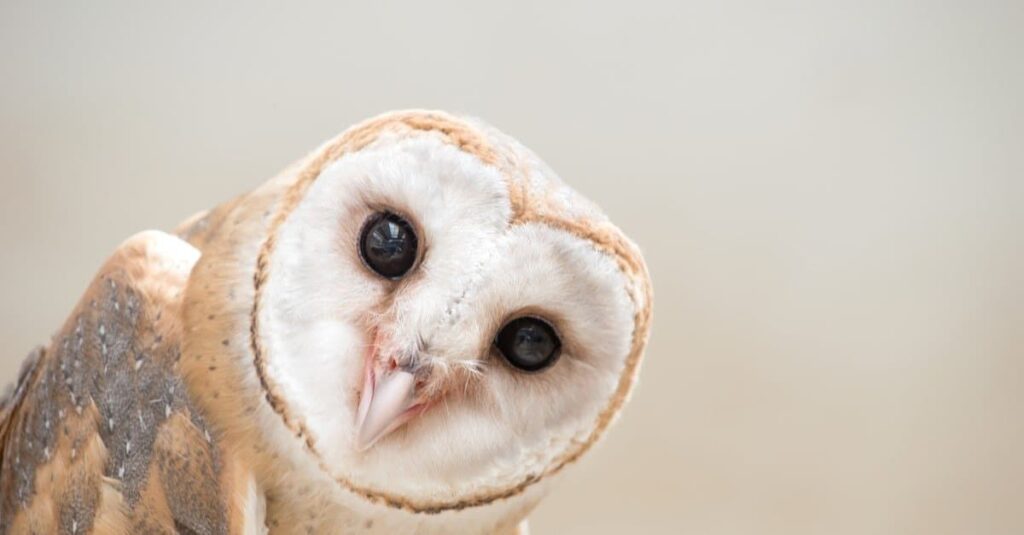 Barn Owl