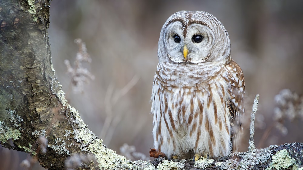 Barred Owl