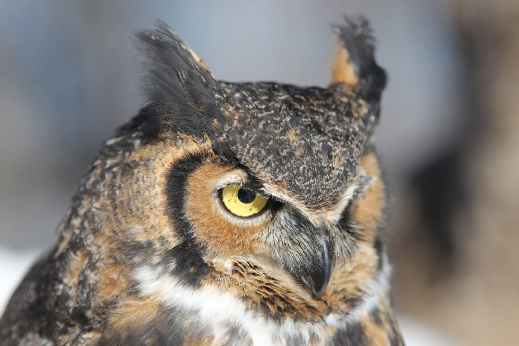 Great Horned Owl