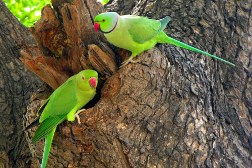 Type of Parrots