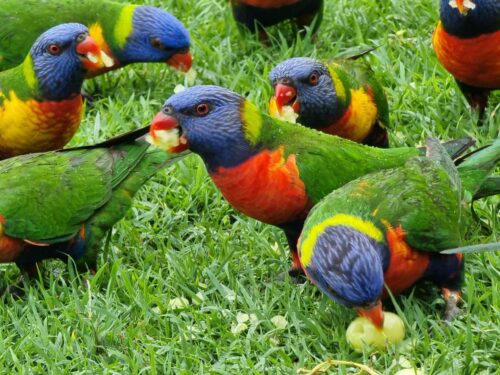 Parrots Eat