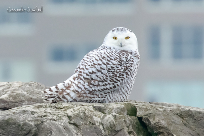 Snowy Owl