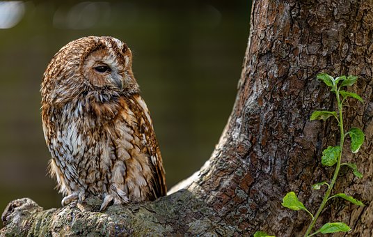 Tawny Owl