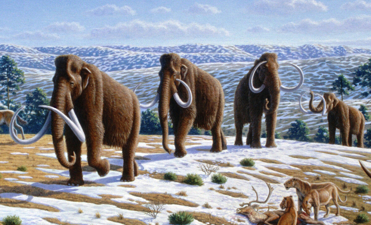 Woolly Mammoths Facts I Revival of woolly mammoths