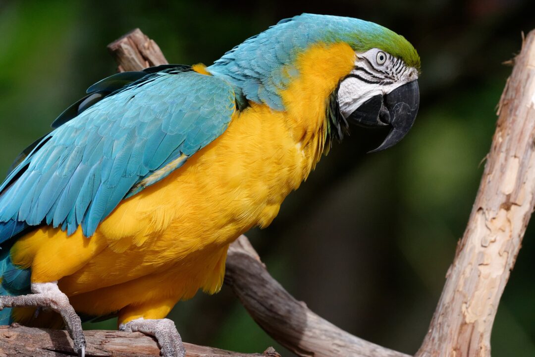 Type of Parrots