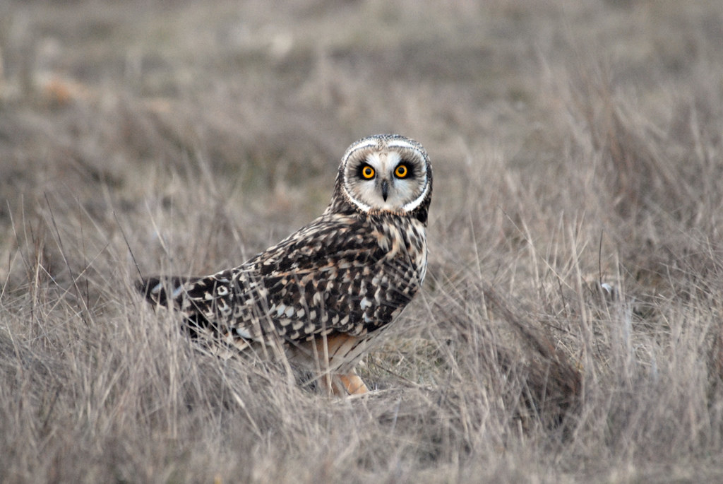 Short-eared Owl